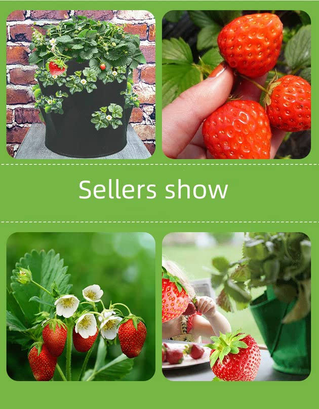 希少品！英国製 黒壺   strawberry hill Amazon.com : Namzi 6 Pack 10 Gallon Strawberry Grow Bags